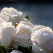 Jasna Góra: „Hołd z kwiatów” dla Niepokalanej