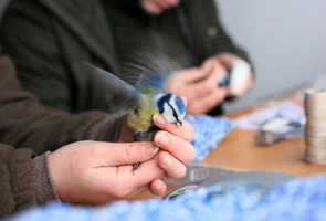 W ten weekend ornitolodzy w całej Polsce znakują ptaki. Każdy może wziąć udział