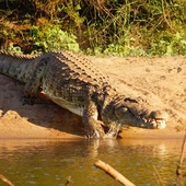 Egipt: Polacy odkryli krokodyle głowy złożone w grobowcach egipskich wielmożów