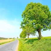 Czterysta nowych drzew na Mokotowie i Wilanowie. Rusza akcja Przystanek Zieleń Budimeksu