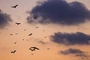 Podlaskie: Liczenie nietoperzy w Łomżyńskim Parku Krajobrazowym Doliny Narwi