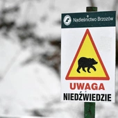 Niedźwiedź zaatakował 46-latkę w Bieszczadach