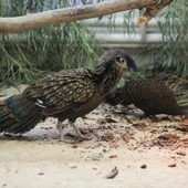 Rzadki gatunek ptaków trafił do warszawskiego zoo