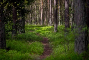 Rząd w obronie polskich lasów – leśnictwo powinno pozostać w wyłącznej gestii poszczególnych krajów UE