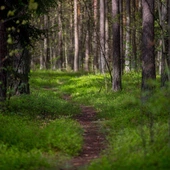 Rząd w obronie polskich lasów – leśnictwo powinno pozostać w wyłącznej gestii poszczególnych krajów UE