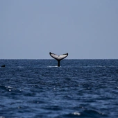 Wieloryb w Bałtyku. Ssaka widziano 70 km na północ od Zatoki Gdańskiej
