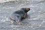 Młode foki szare na plażach. Wolontariusze apelują, by nie podchodzić do zwierząt