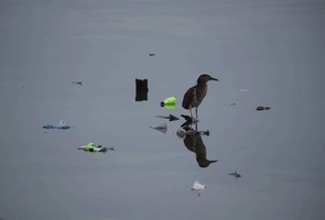 Plastikowe odpady w zbiornikach wodnych doprowadziły do powstania nowej choroby u ptaków
