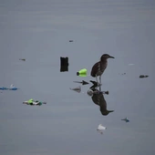 Plastikowe odpady w zbiornikach wodnych doprowadziły do powstania nowej choroby u ptaków