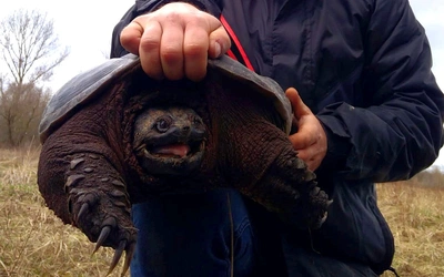 Niebezpieczny żółw znaleziony pod Warszawą. „Może odgryźć człowiekowi rękę” 