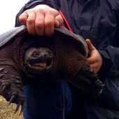 Niebezpieczny żółw znaleziony pod Warszawą. „Może odgryźć człowiekowi rękę” 