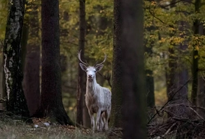 Sensacja w lasach nadleśnictwa Leżajsk. Można spotkać tam białego jelenia