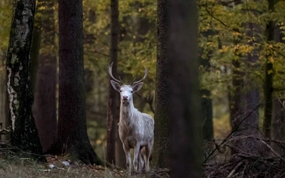 Sensacja w lasach nadleśnictwa Leżajsk. Można spotkać tam białego jelenia