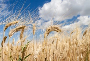 Czy porozumienie rolników z wicepremierem Kowalczykiem uspokoi rynek zbóż?