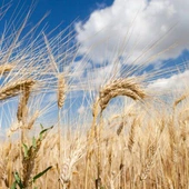 Czy porozumienie rolników z wicepremierem Kowalczykiem uspokoi rynek zbóż?