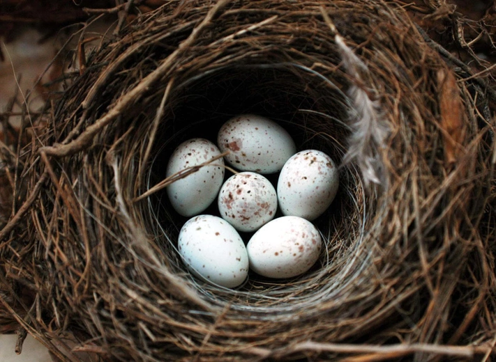 Ptasie jaja - w kropki, paski, a także różnokolorowe - na wystawie w kampusie Uniwersytetu w Białymstoku