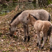 Siedem koników polskich przyszło na świat od początku roku w Roztoczańskim Parku Narodowym
