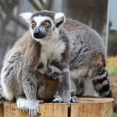 W warszawskim zoo urodził się lemur katta