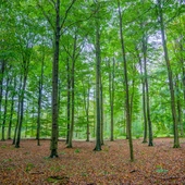 PGE posadziła 2,5 tys. młodych drzew na Mazowszu w ramach akcji „Lasy Pełne Energii”