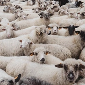 Sezon pasterski na Podhalu uroczyście zainaugurowany, owce poświęcone