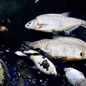 Opolskie: martwe ryby pojawiły się w starorzeczu Odry