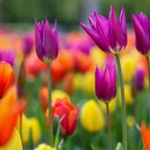 Warszawa: w ogrodach Zamku Królewskiego zakwitło niemal 26 tysięcy tulipanów