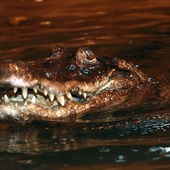 Najstarsze w europejskich zoo zwierzę - aligatorzyca Marta kończy 93 lata!