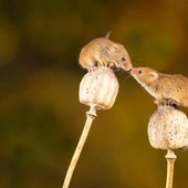 Płeć myszy ma znaczący wpływ na skłonność do wyborów prospołecznych