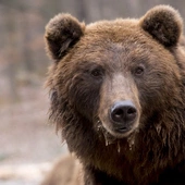 Niedźwiedź na ulicach miasta w Nowym Sączu. Prezydent apeluje o pozostanie w domach