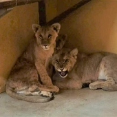 Lwy ewakuowane z ogarniętej wojną Ukrainy trafiły do poznańskiego zoo