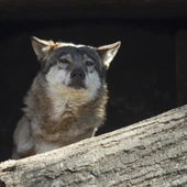 Czy wilki są zagrożeniem dla człowieka? Ekspert wyjaśnia
