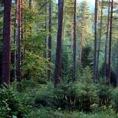 Polskie lasy mają się bardzo dobrze 