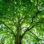 Ogłoszono wyniki konkursu „Drzewo roku”. Wygrał 200-letni buk z arboretum Wojsławice w Dolnośląskiem