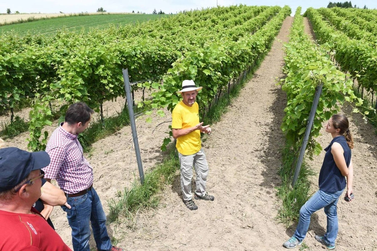 Małopolskie winnice otwierają się na turystów. Pięć z nich można zwiedzić w sezonie letnim
