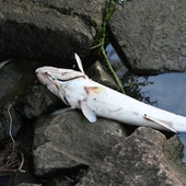 Śnięte ryby w Jeziorze Kowalskim. Trwa wyjaśnianie przyczyn