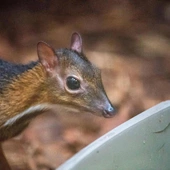 W stołecznym zoo urodził się myszojeleń, czyli kanczyl jawajski