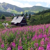 Różowo-fioletowy dywan na Hali Gąsienicowej w Tatrach. Kwietnie wierzbówka kiprzyca