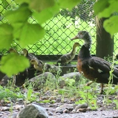 W warszawskim zoo wykluły się pisklęta zagrożonego wyginięciem gatunku kaczki – malajki