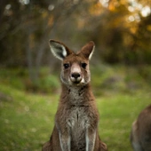 W lasach Puszczy Zielonki widziano... kangura. Leśny Zakład Doświadczalny prosi o pomoc w jego zlokalizowaniu