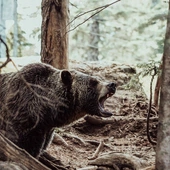 Bieszczady: atak niedźwiedzia uwieczniony przez fotopułapkę