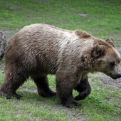 Jak uniknąć spotkania z niedźwiedziem? Kiedy jesteśmy na jego terenie, nie bądźmy absolutnie cicho