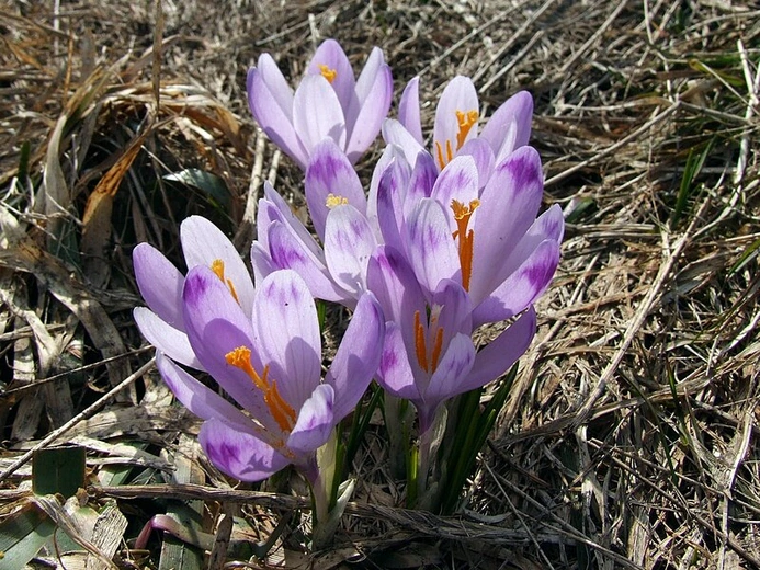 Wiosna blisko. Wawrzynek wilczełyko kwitnie już w Beskidach. W Tatrach pojawiły się krokusy
