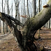 Wichura w Beskidach: park w Żywcu zamknięty, przyrodnicy apelują, by nie wychodzić w góry