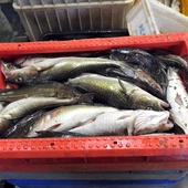 Europarlament przyjął przepisy, które uderzą w polskie przetwórstwo rybne