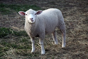 Pasterze zabijali niepokorną owcę, Dobry Pasterz oddaje za nią życie [wideo]