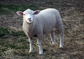 Pasterze zabijali niepokorną owcę, Dobry Pasterz oddaje za nią życie [wideo]