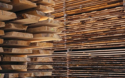 Lasy Państwowe ujawniły plan finansowy. Na sprzedaży drewna chcą zarobić w tym roku blisko 40 mln 