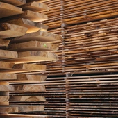 Lasy Państwowe ujawniły plan finansowy. Na sprzedaży drewna chcą zarobić w tym roku blisko 40 mln 