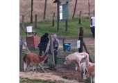 Policjant przecina ogrodzenie w ZOO w Łącznej