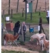 Policjant przecina ogrodzenie w ZOO w Łącznej